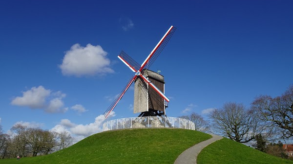Windmill The New Parrot