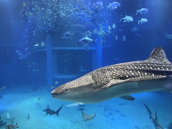 Osaka Aquarium Kaiyukan 4