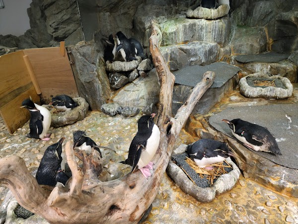 Osaka Aquarium Kaiyukan 2