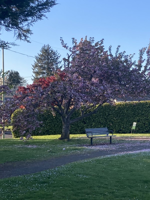 Cherry Blossom Park