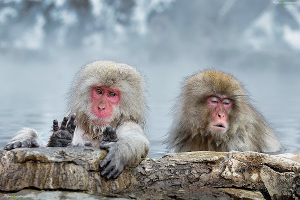 Snow Monkey Park (Jigokudani Yaen Koen)