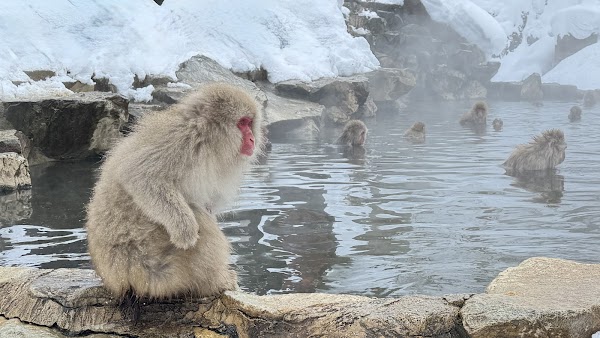 Snow Monkey Park (Jigokudani Yaen Koen) 5