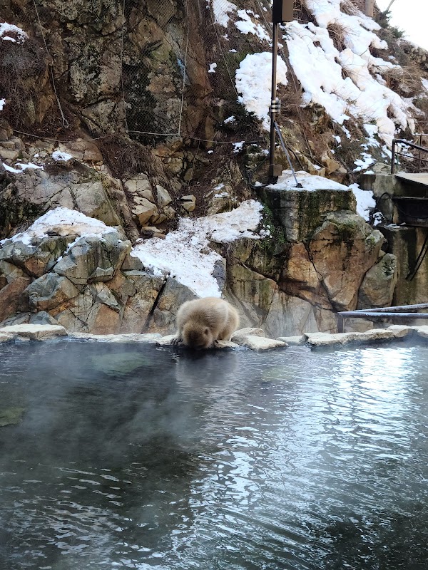 Snow Monkey Park (Jigokudani Yaen Koen) 2