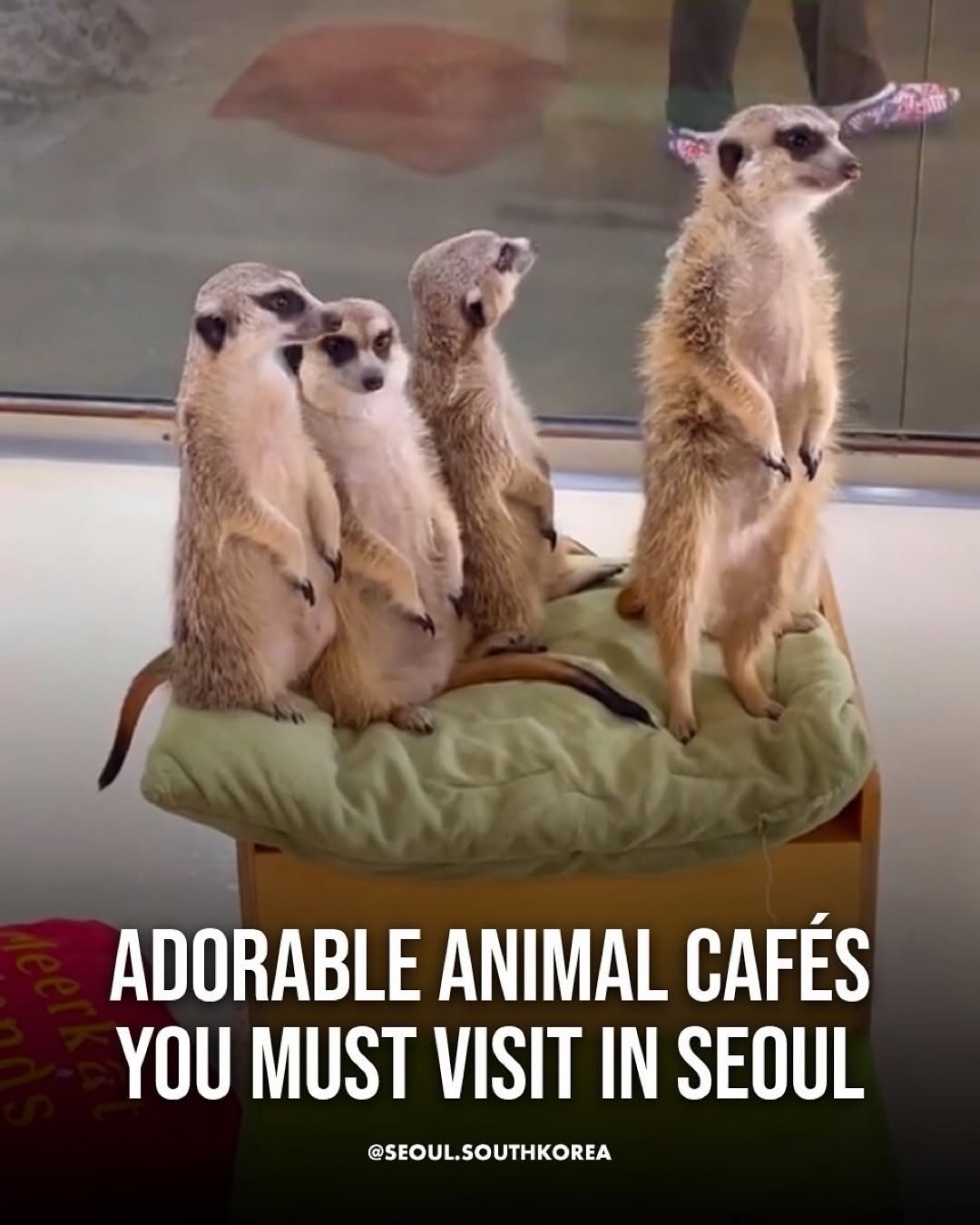Seoul 🇰🇷 서울 여행 가이드 Travel | Hotels | Food | Tips, CAT CAFE MOCHA Gangnam store