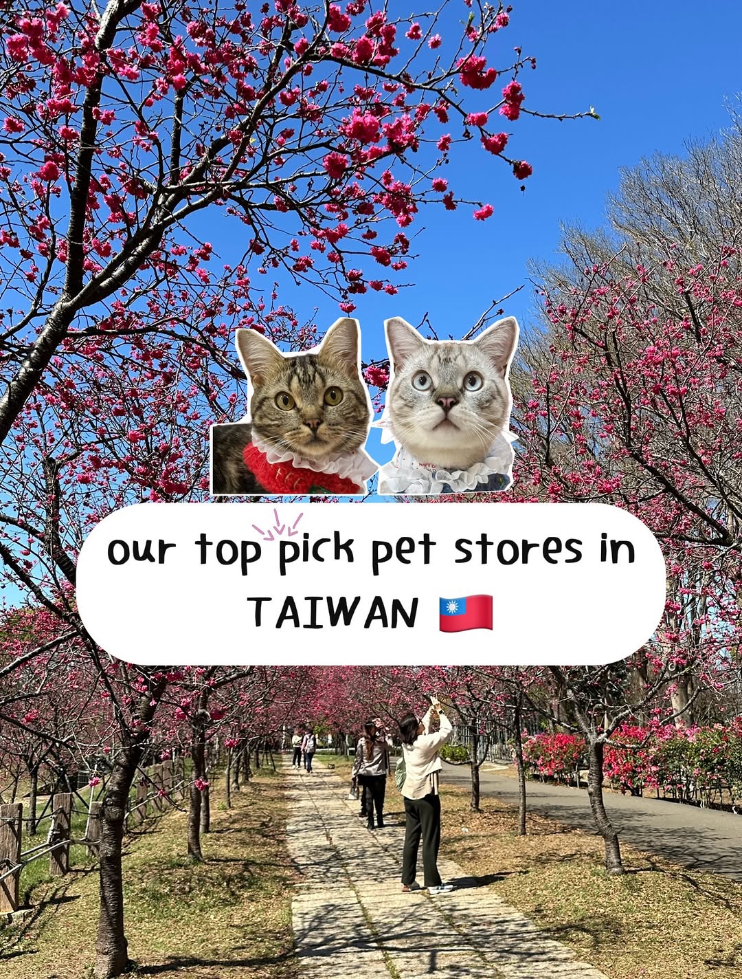 🐱𝗰𝗼𝘁𝘁𝗼𝗻 & 𝘁𝗼𝗳𝗳𝗲𝗲🐱, Scissortail Park Dog Park