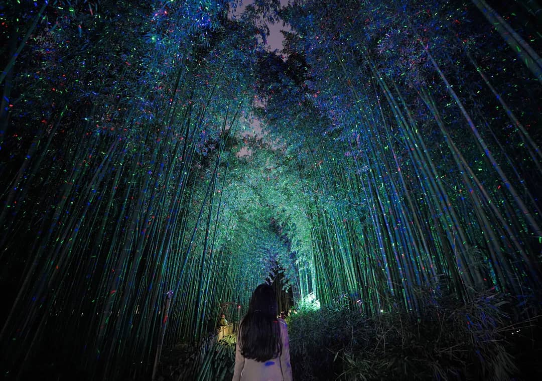 박여울┊여행육아・아이와여행・감성숙소, Taehwagang Bamboo Forest