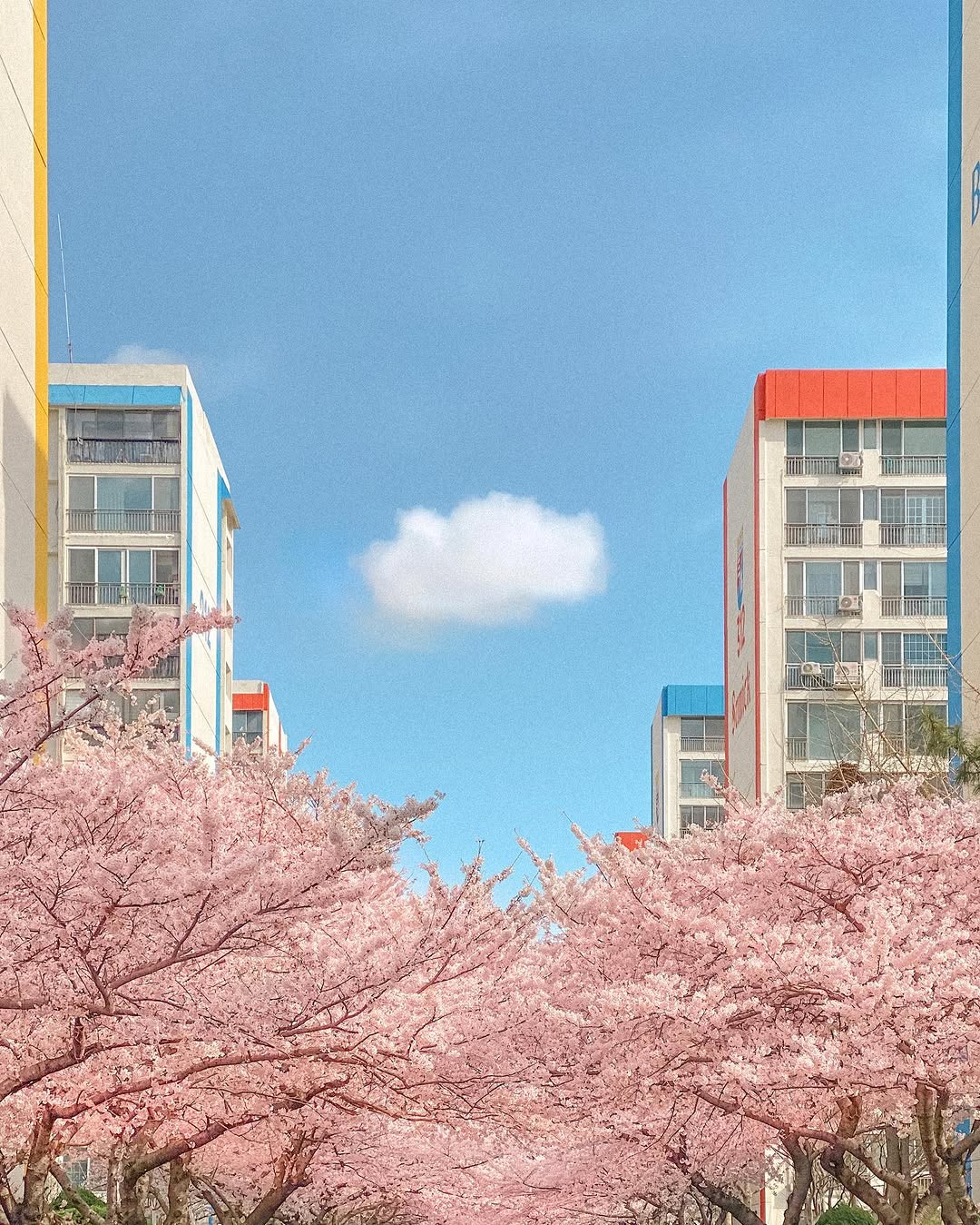 hi_dongwon, Namcheon-dong Cherryblossom Street (in Spring)