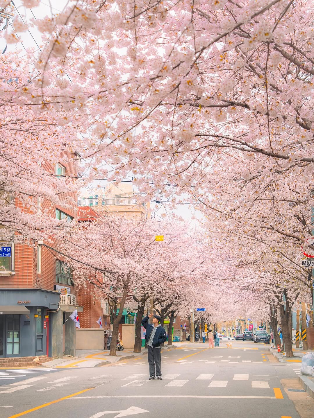 윤스✈️ | 여행•카페•스팟 추천, Cherry Blossom Street