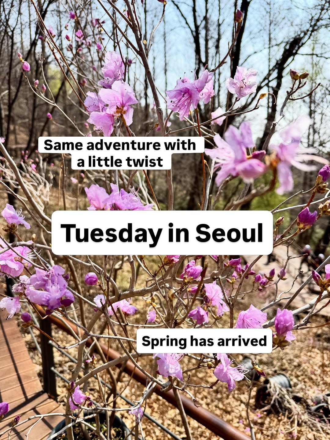 Daniele/Expat Travel Vlogger, 서울특별시교육청 남산도서관