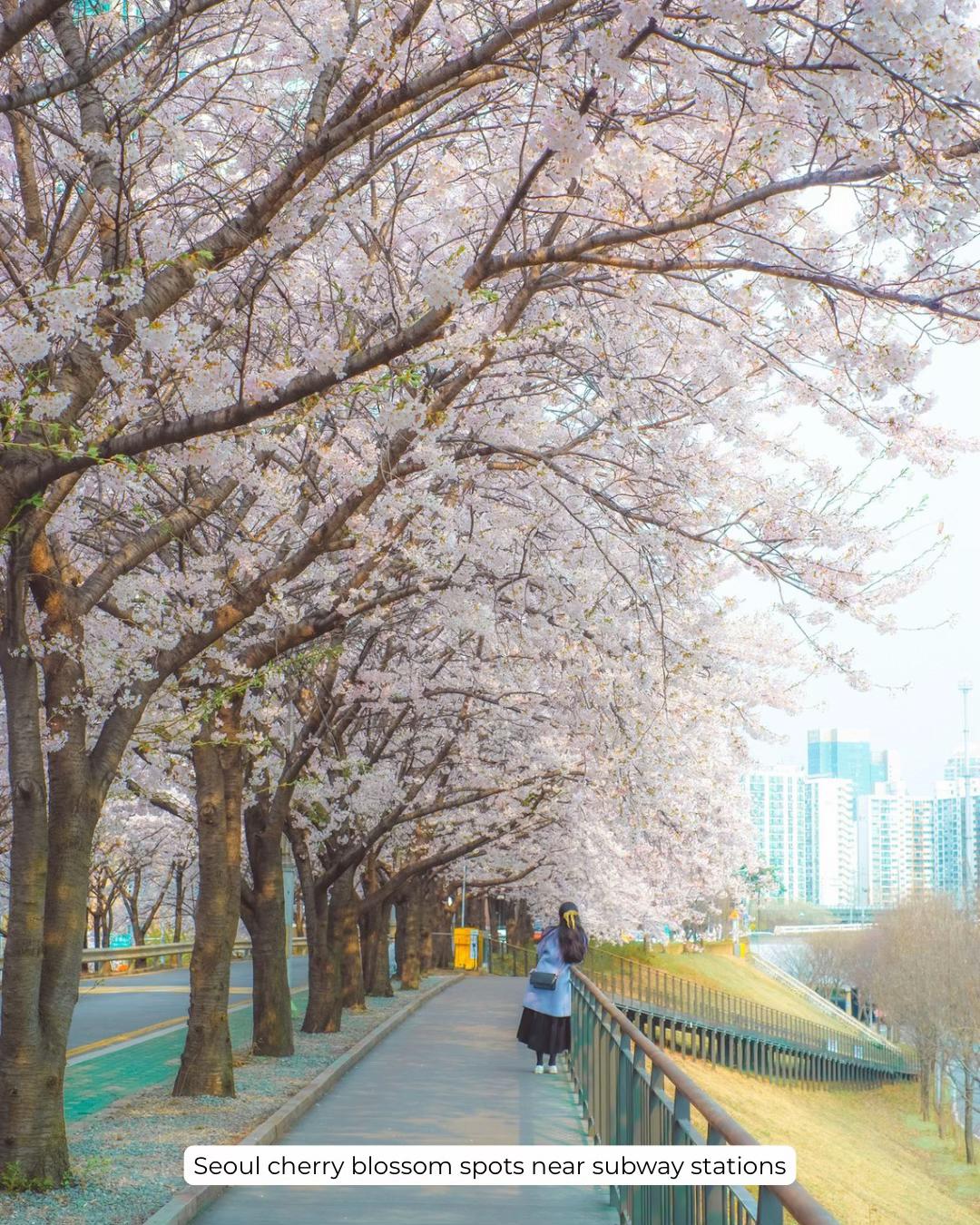Ploy’s Little Atlas, Yangjae Citizen Forest