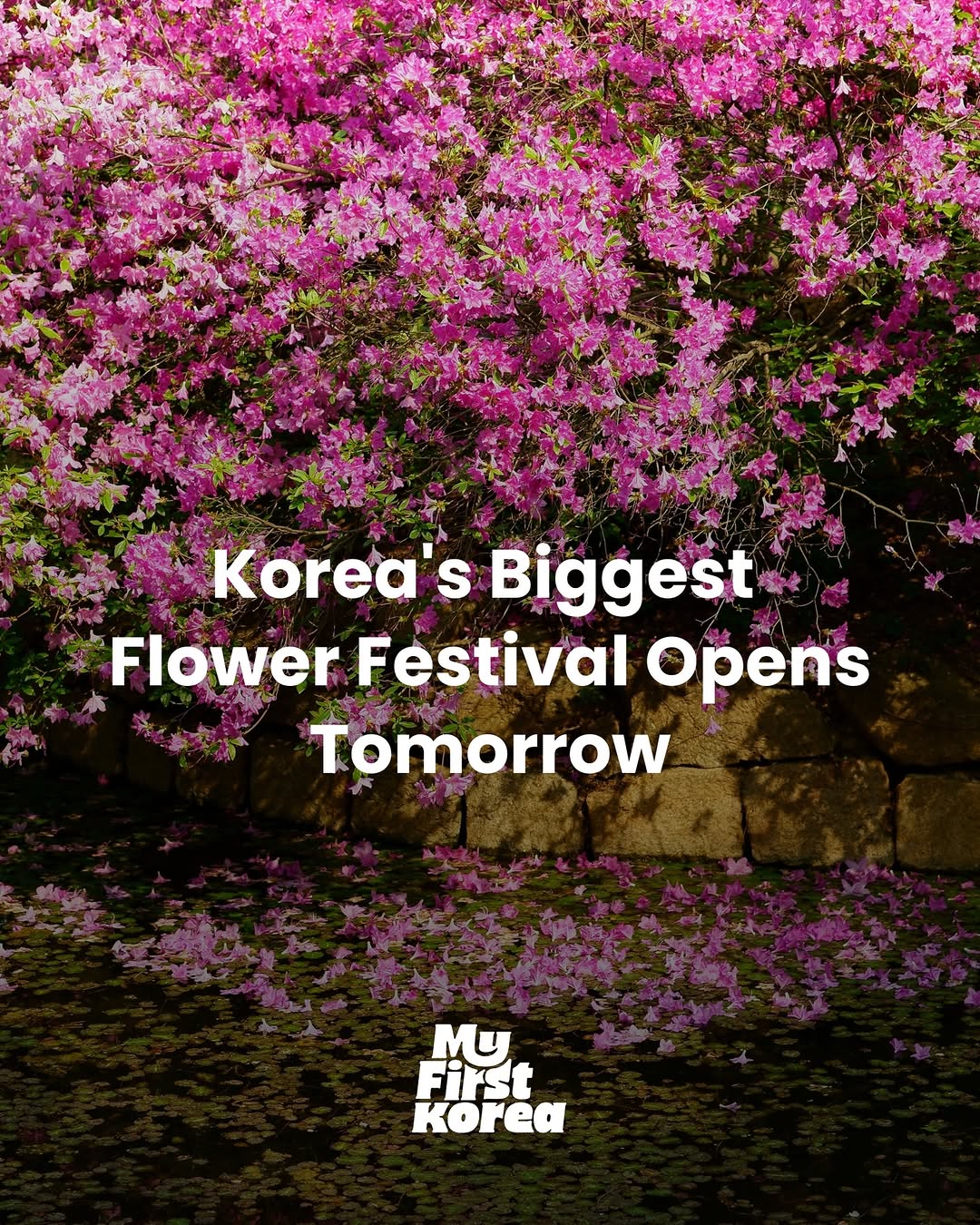 MyFirstKorea, Ilsan Lake Park