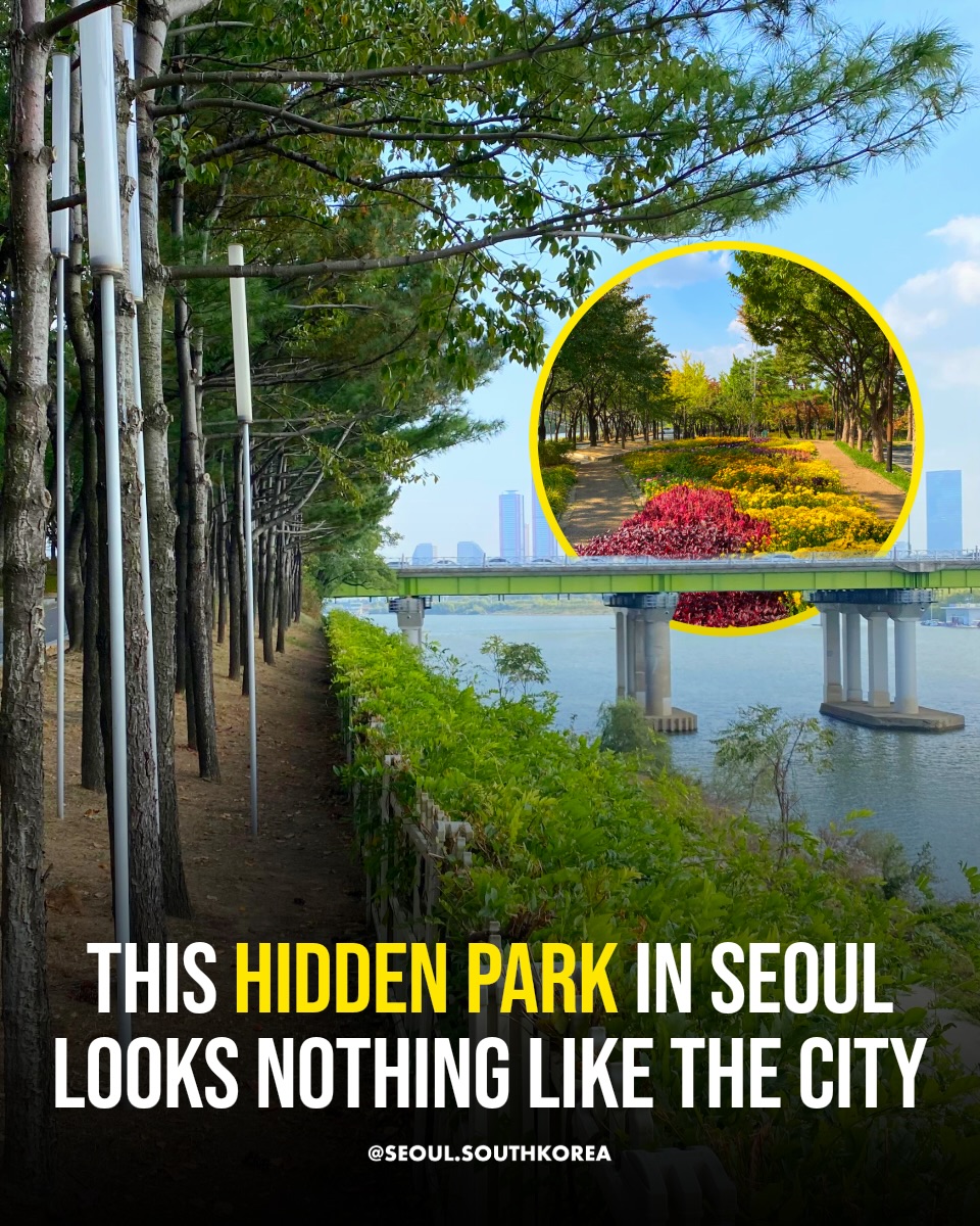 Seoul 🇰🇷 서울 여행 가이드 Travel | Hotels | Food | Tips, Yeouido Hangang Park