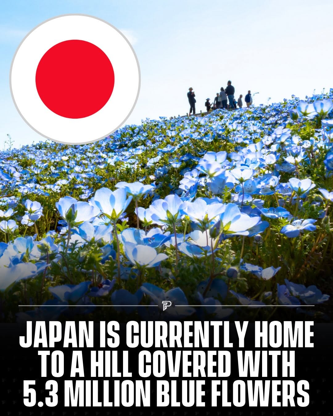 Pubity, Hitachi Seaside Park