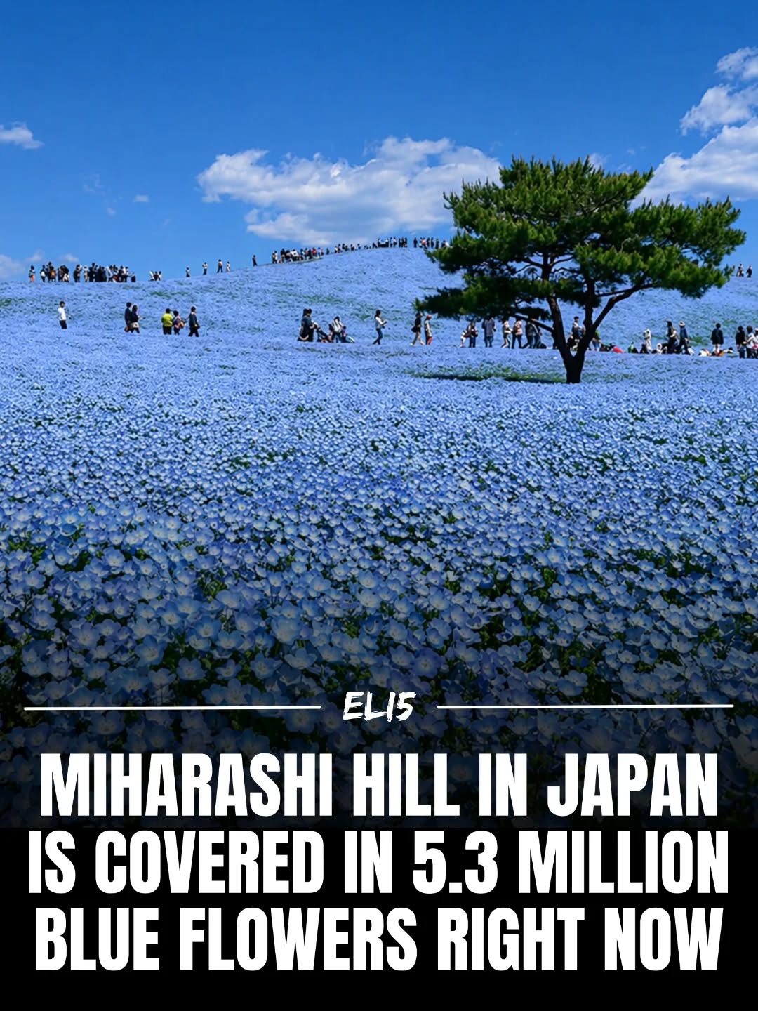 ELi5 | SM, Hitachi Seaside Park