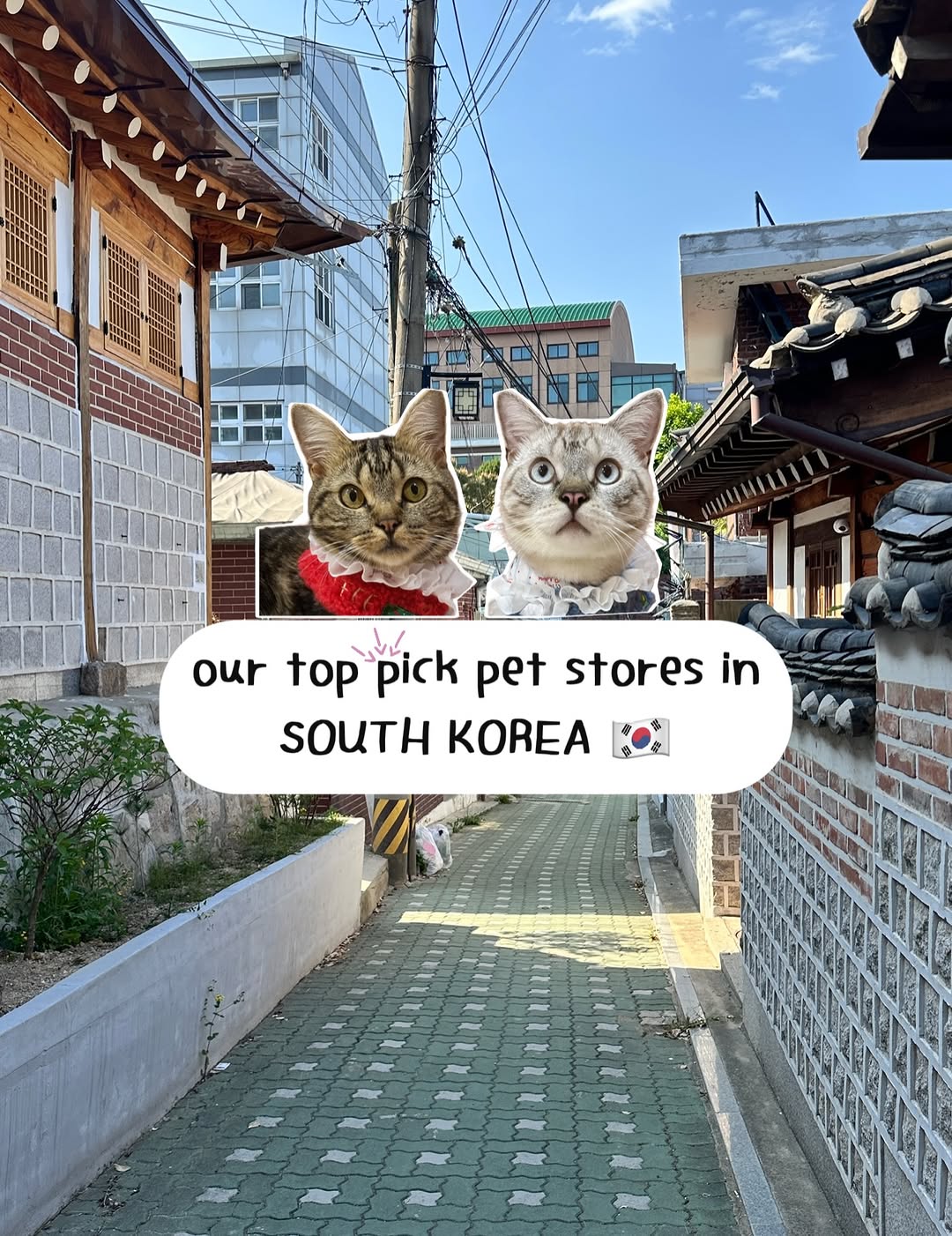 🐱𝗖𝗢𝗧𝗧𝗢𝗡 & 𝗧𝗢𝗙𝗙𝗘𝗘🐱, Daiso (Myeongdong Station Branch)