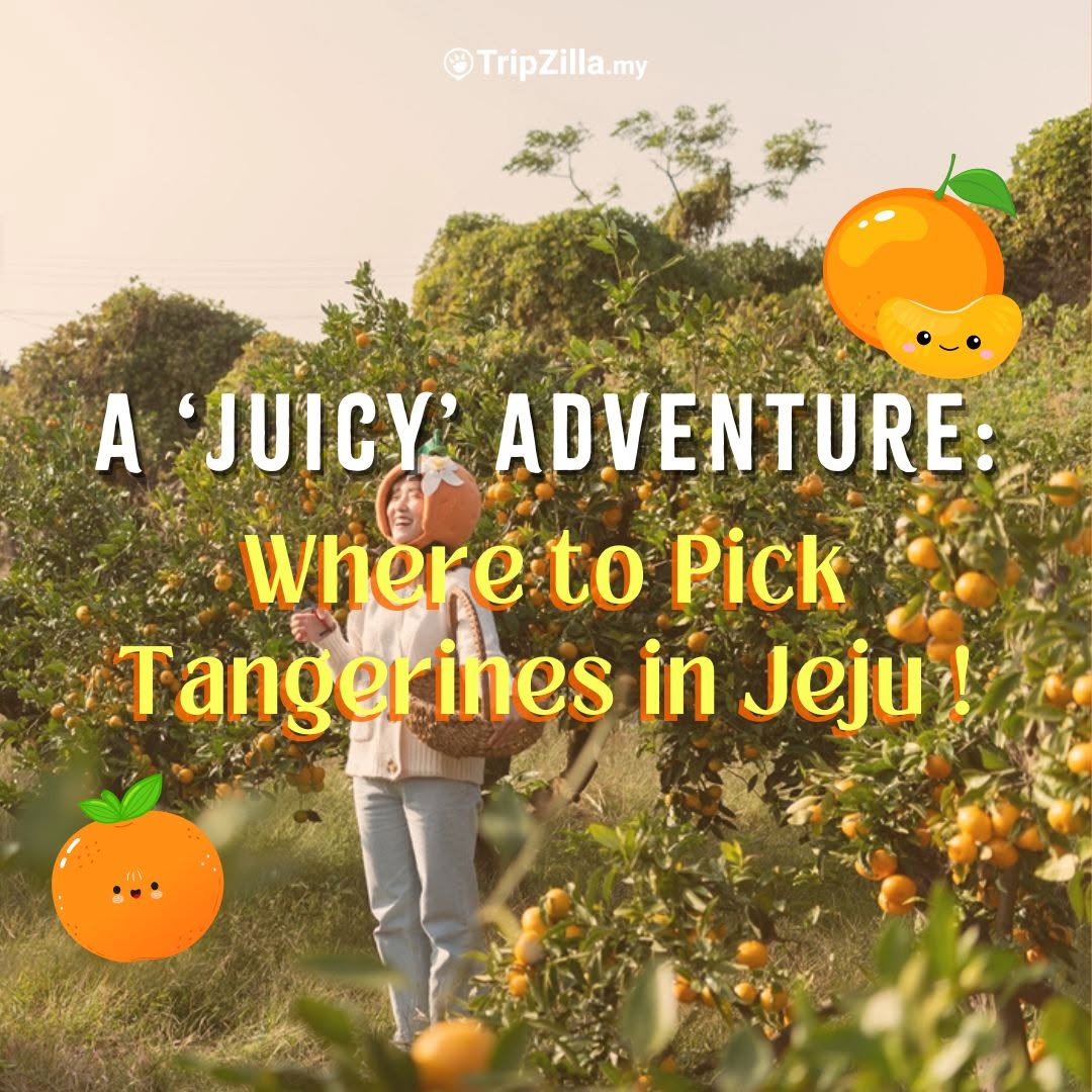 TripZilla.com, Jeju Organic Tangerine Farm