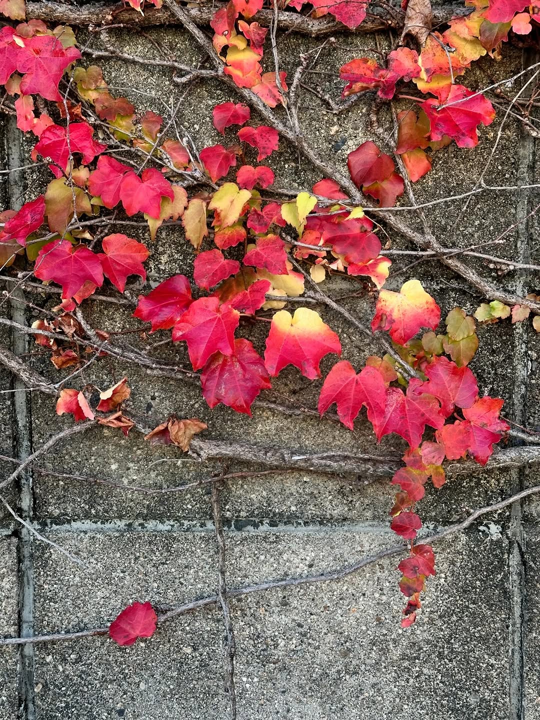 Photographe Culinaire, Hozen-ji Temple