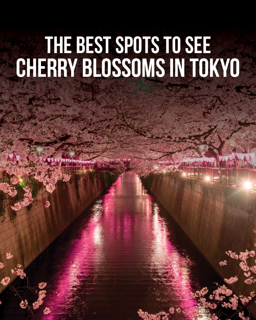 Tokyo, Japan🇯🇵 东京 Travel | Hotels | Food | Tips 🗼, Shinjuku Gyoen National Garden