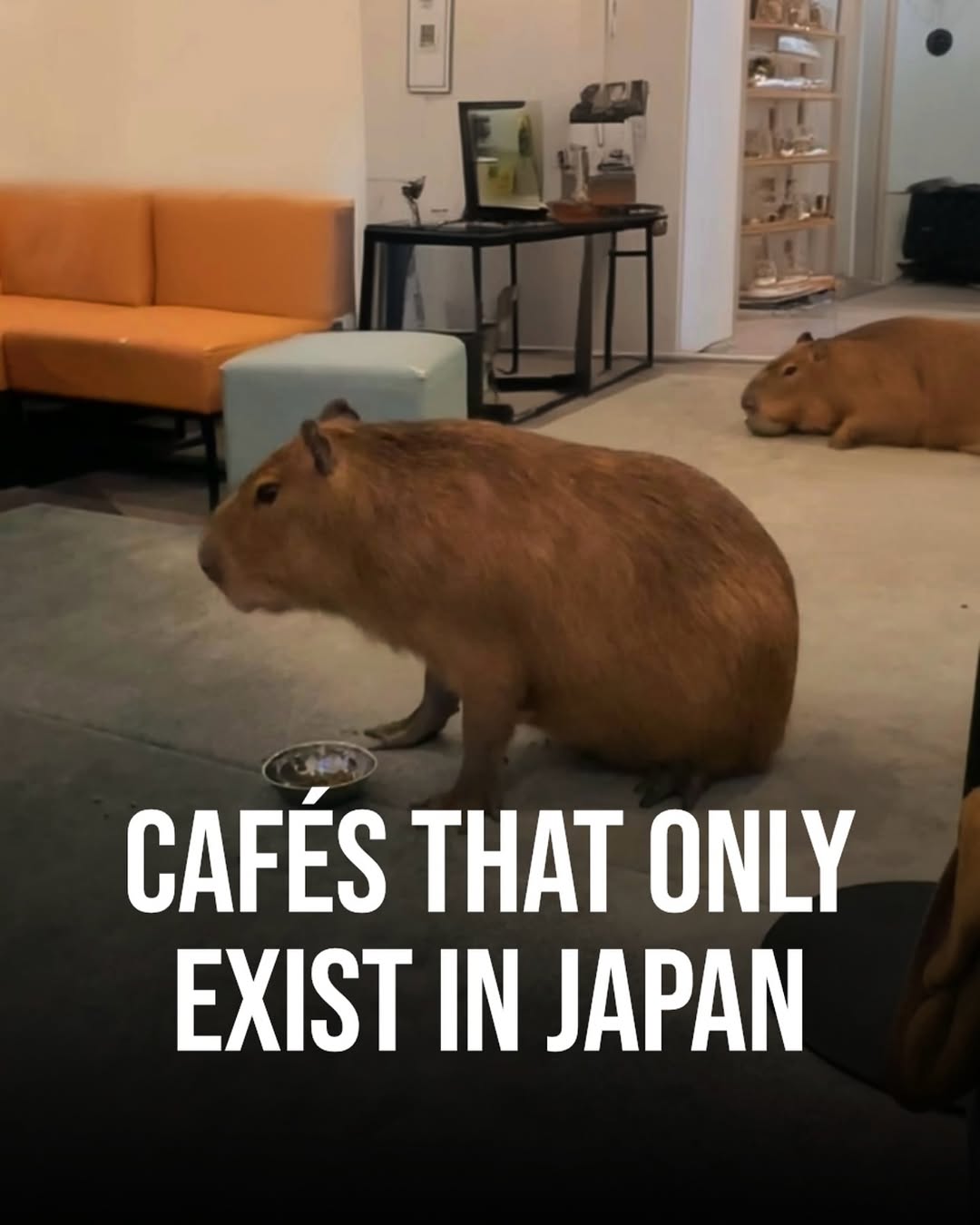 Tokyo, Japan🇯🇵 东京 Travel | Hotels | Food | Tips 🗼, cafe capyba