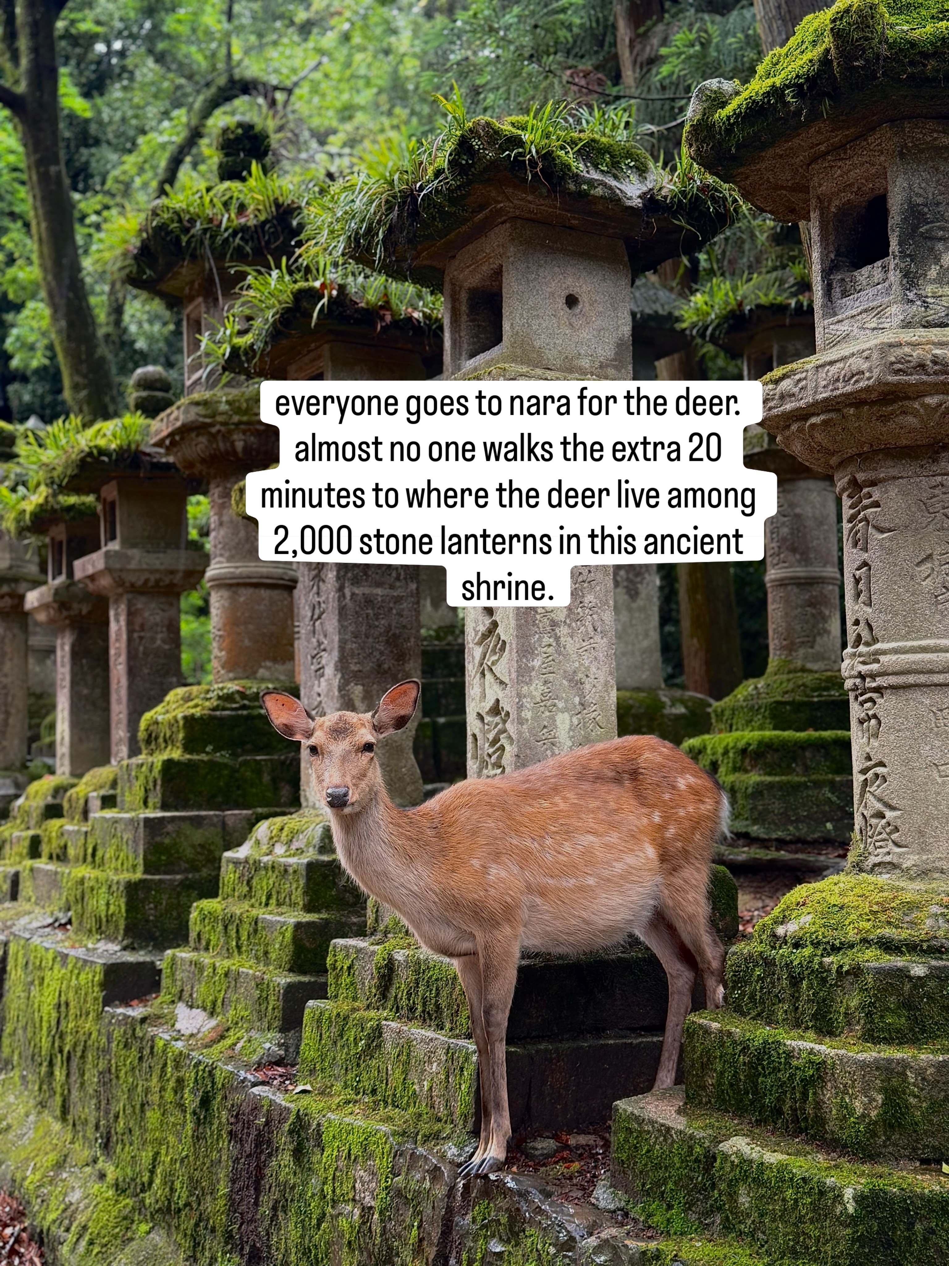 Kate Rowley • Adventure Travel •, Nara Park