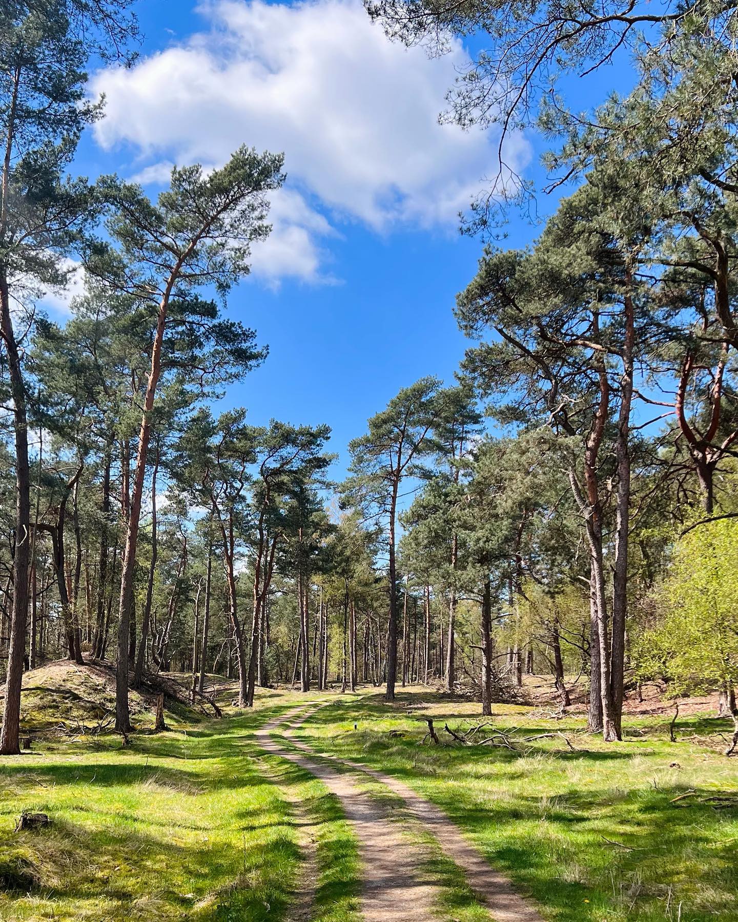 Lianne | neemt je mee naar buiten, Bornia - Utrechtslandschap