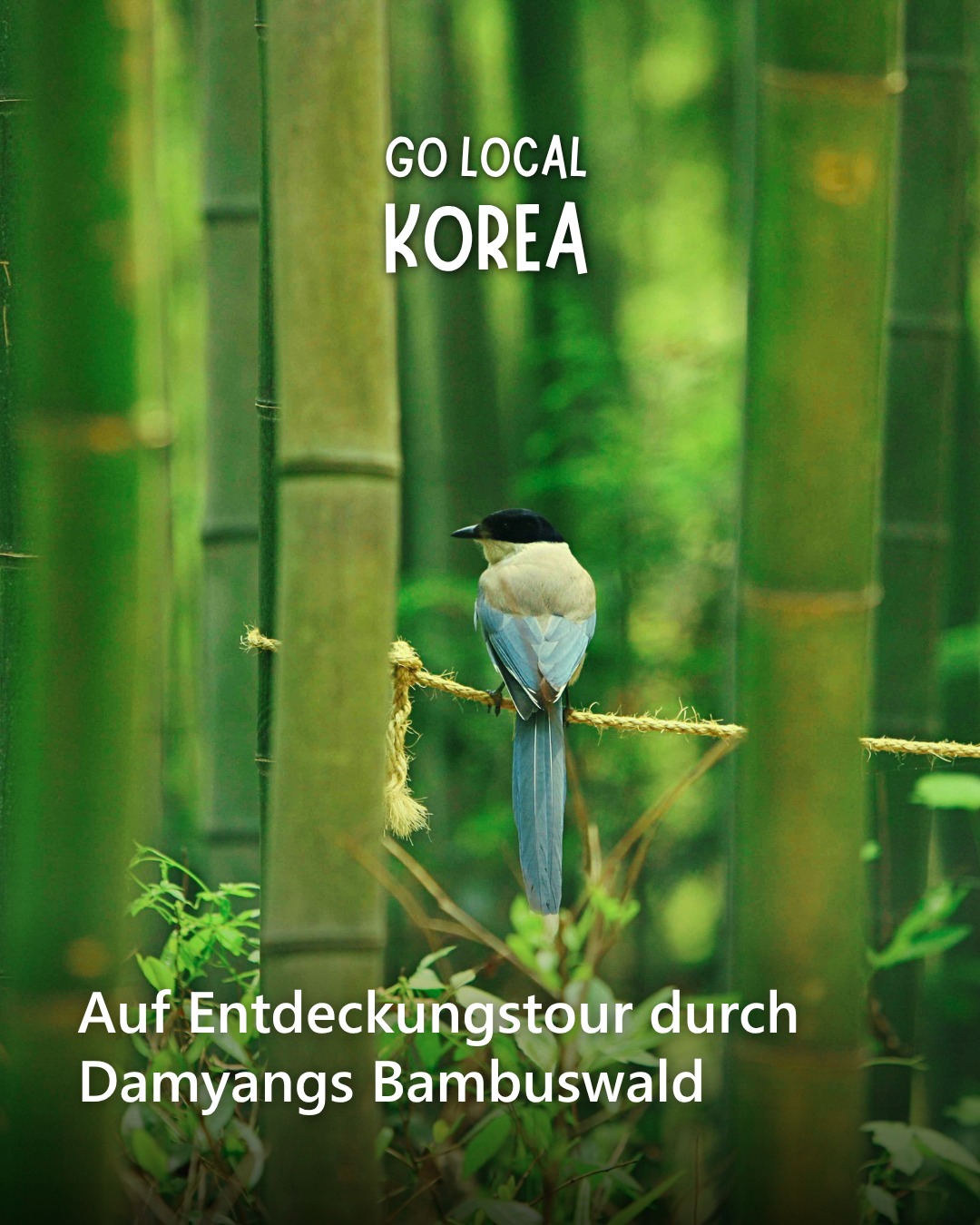 Korea Tourism Organization Frankfurt Office, Juknokwon (Bamboo Forest)