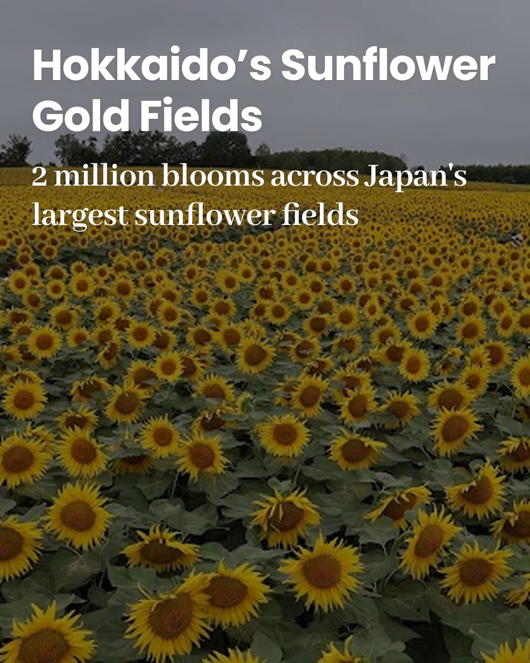 DocentPro | Travel Made Easy, Hokuryu Sunflower Village