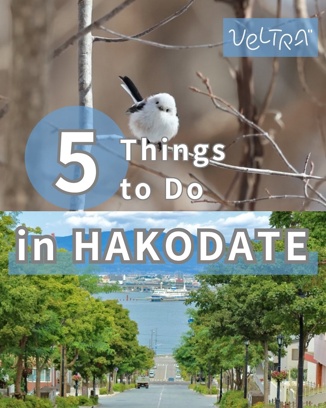 VELTRA l Japan Tours & Activities, Mount Hakodate