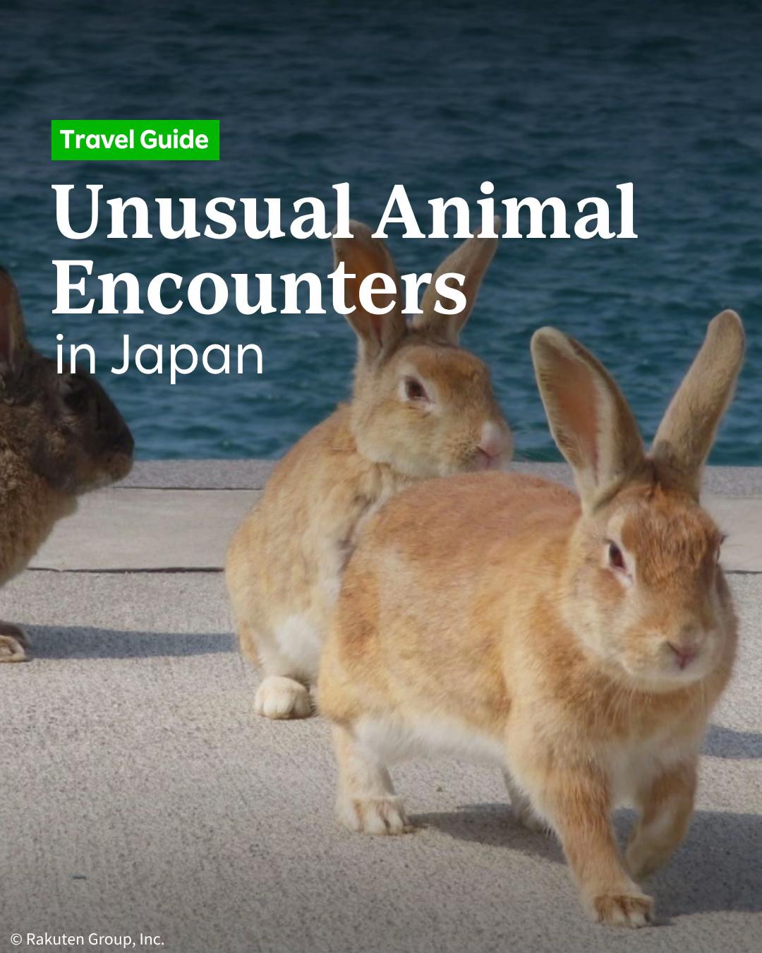 Rakuten Travel, Nara Park