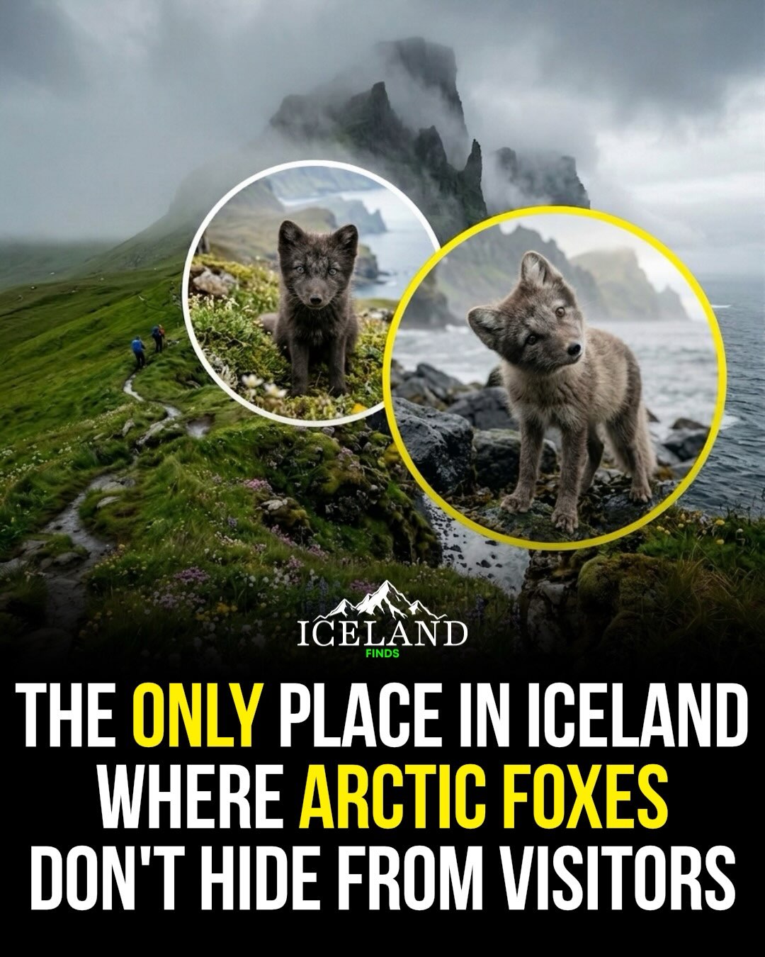 Iceland 🇮🇸 Travel | Hotels | Food | Tips, Hornstrandir Nature Reserve
