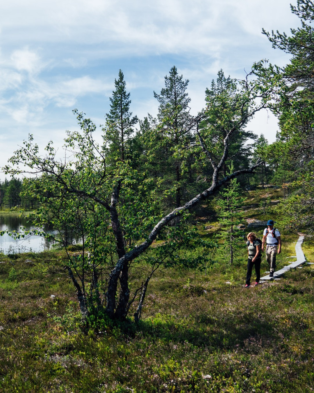 Destination Funäsfjällen, Rogen