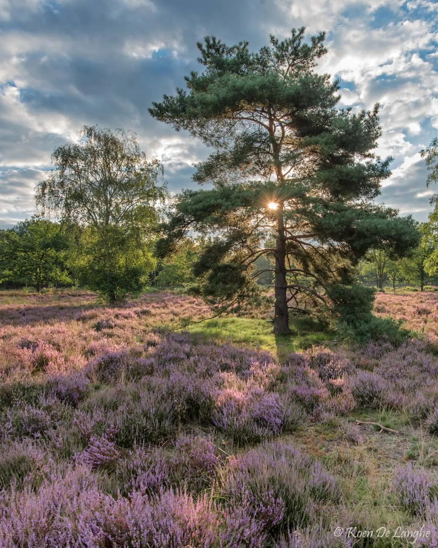 Koen De Langhe, Kesselse Heide