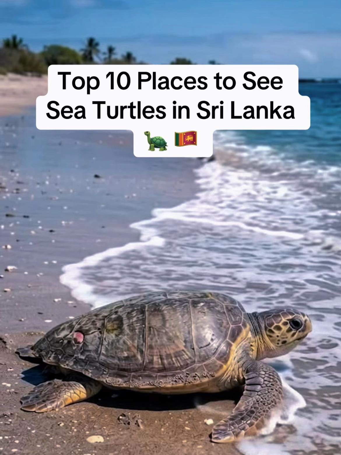 Exploresrilanka, Hikkaduwa Beach