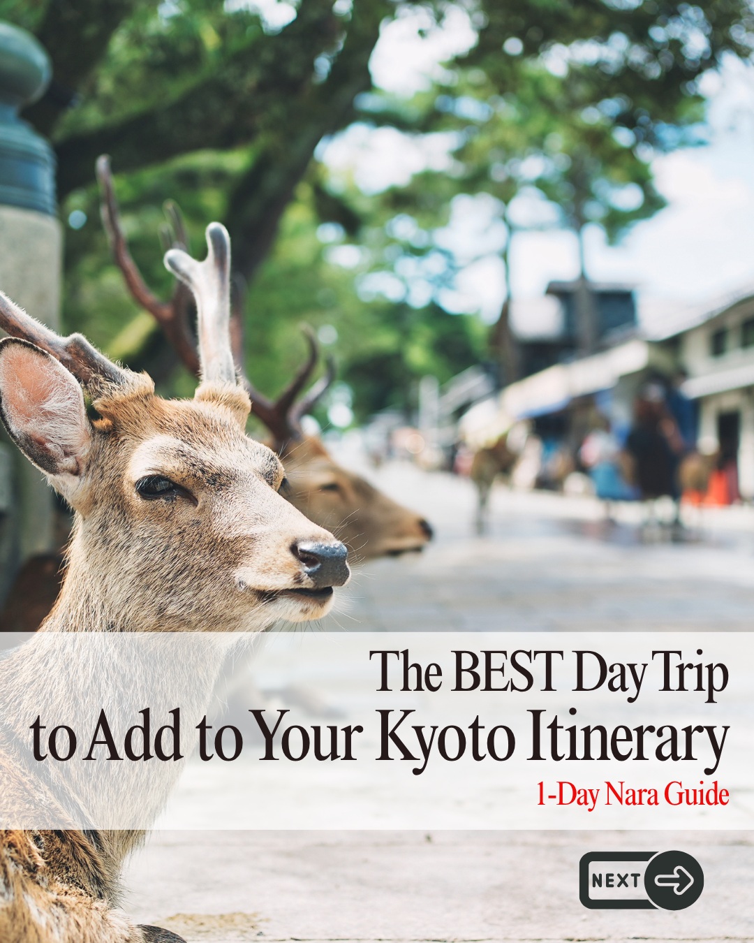 Japan Travel Club | Trusted advisor, Nara Park