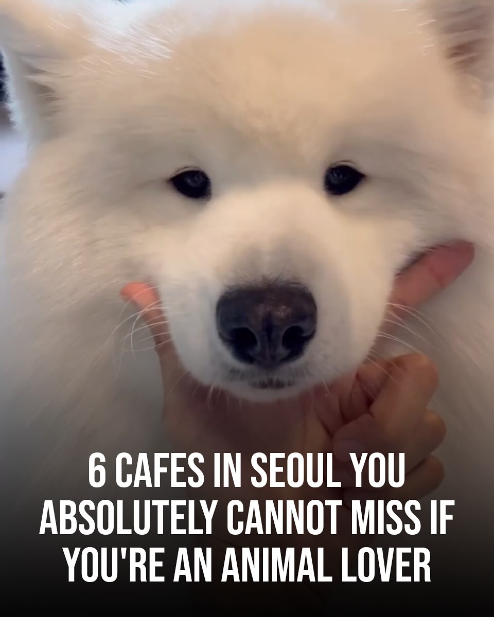 Seoul 🇰🇷 서울 여행 가이드 Travel | Hotels | Food | Tips, Meerkat Friends