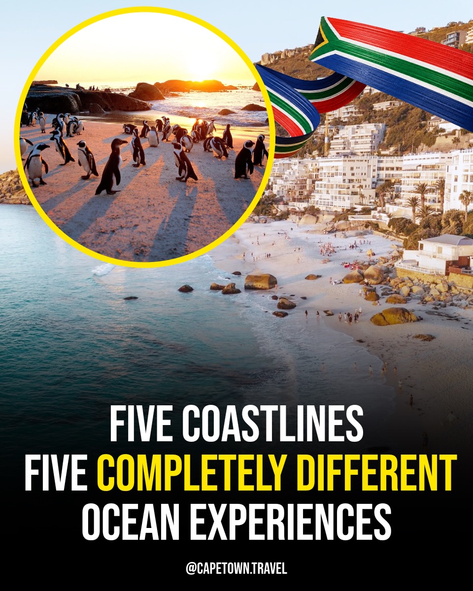 Cape Town 🇿🇦 Travel | Hotels | Food | Tips, Boulders Beach