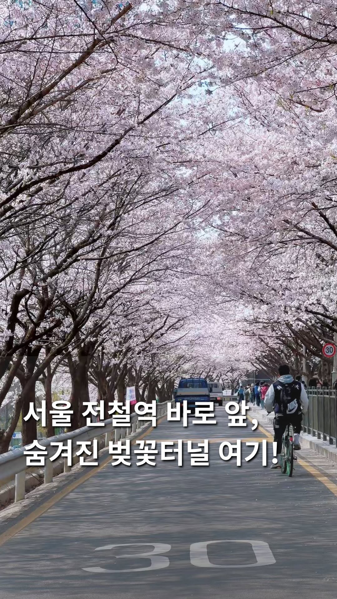 인혜꼬 ㅣ여행 • 카페 • 숙소, 벚꽃명소