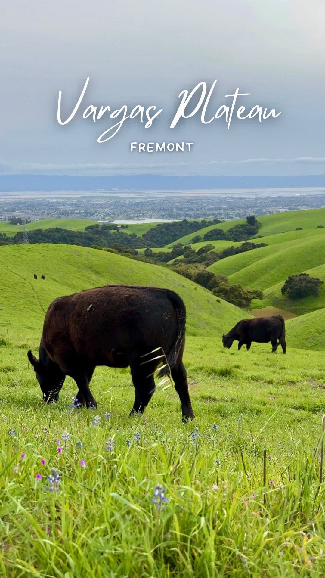 Manni | Travel | San Francisco | Bay Area, Mission Peak
