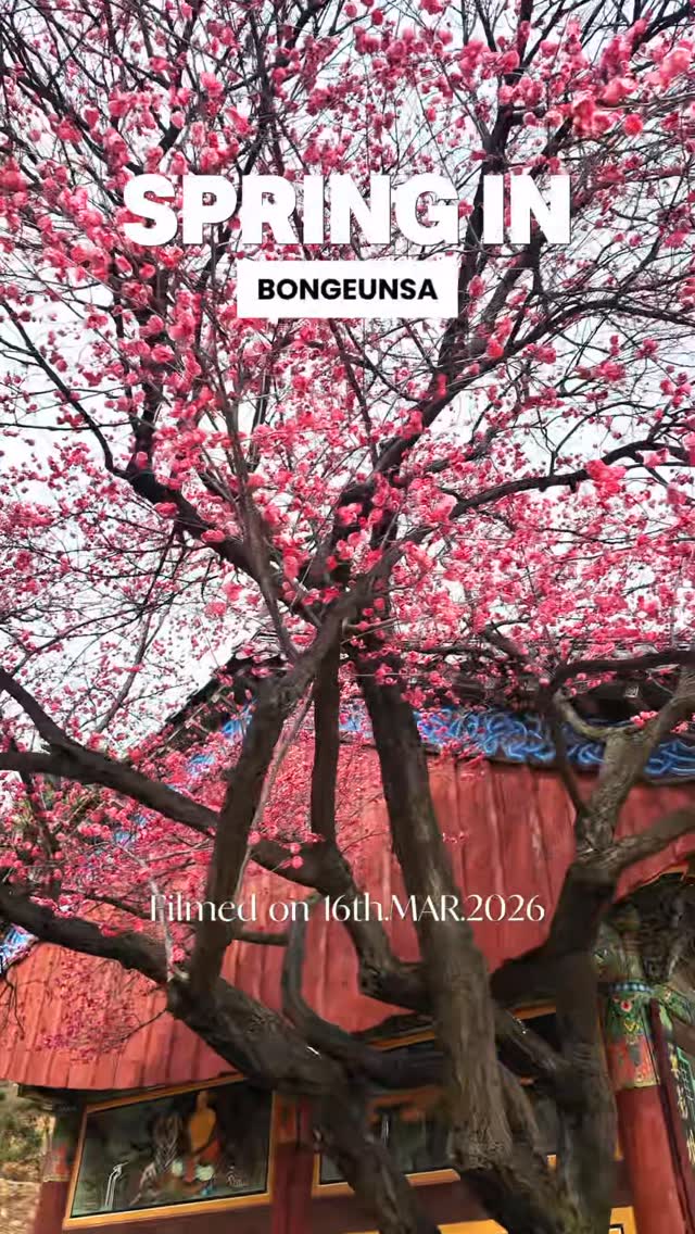 Seoul 🇰🇷 Tour Guide l Licensed Medical Tours | Beauty l Travel, Cheonggyecheon