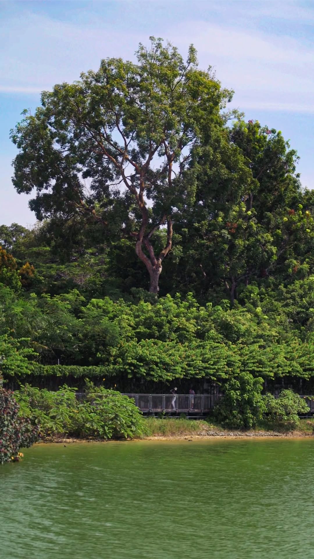 Bipi, MacRitchie Reservoir