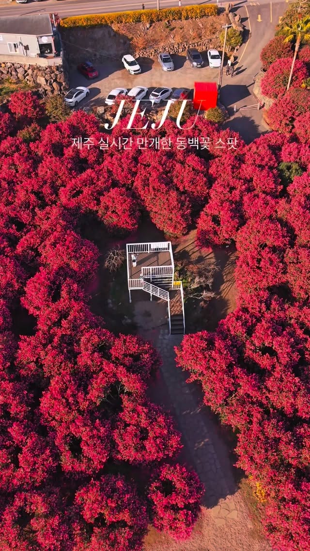 제주 주르레 | 제주여행 핫플 숨은명소, 볼고롱 동백