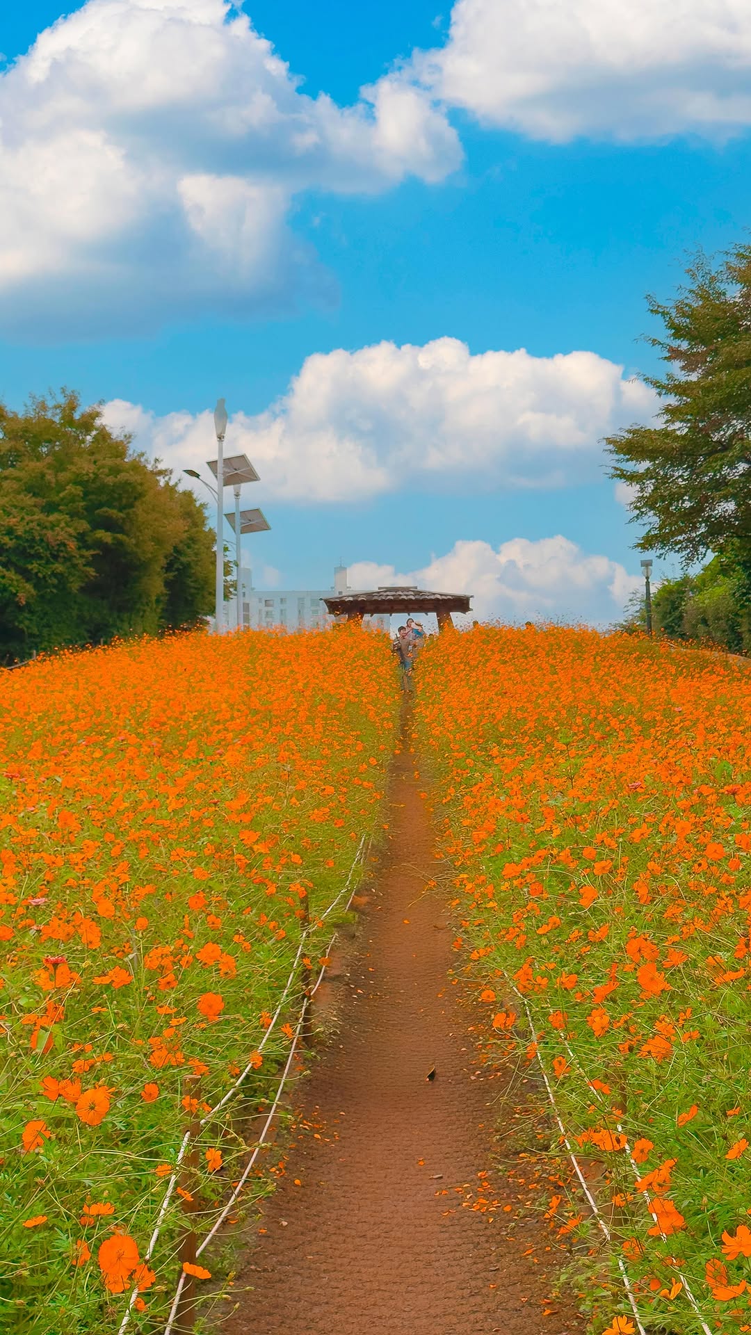 Visit Seoul, One Tree Hill