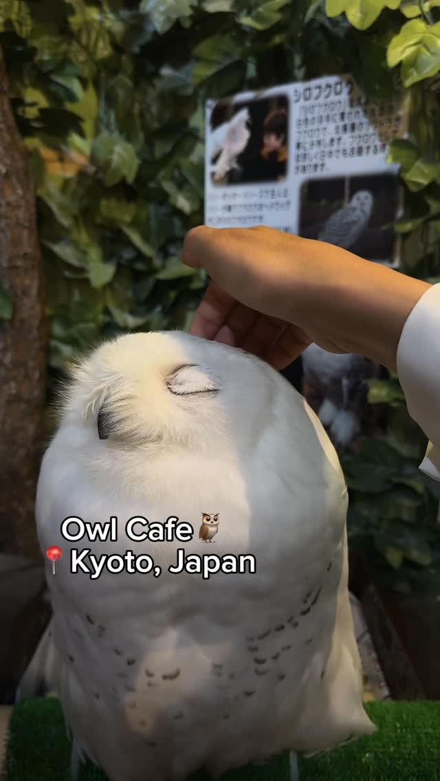 ThanRoja, cafe OWL