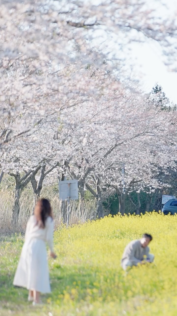 Jeju Tourism Organization, Cherry blossom tunnel