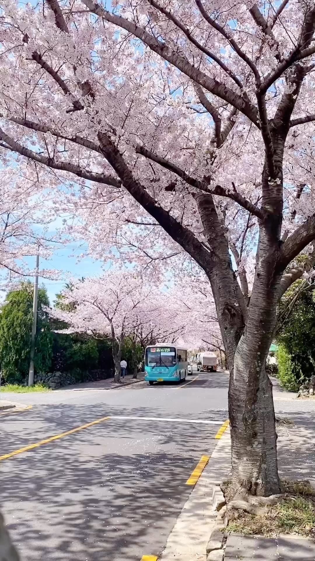 지상준 | 여행 공간 풍경, Jeonnong-ro Cherry Blossom Road