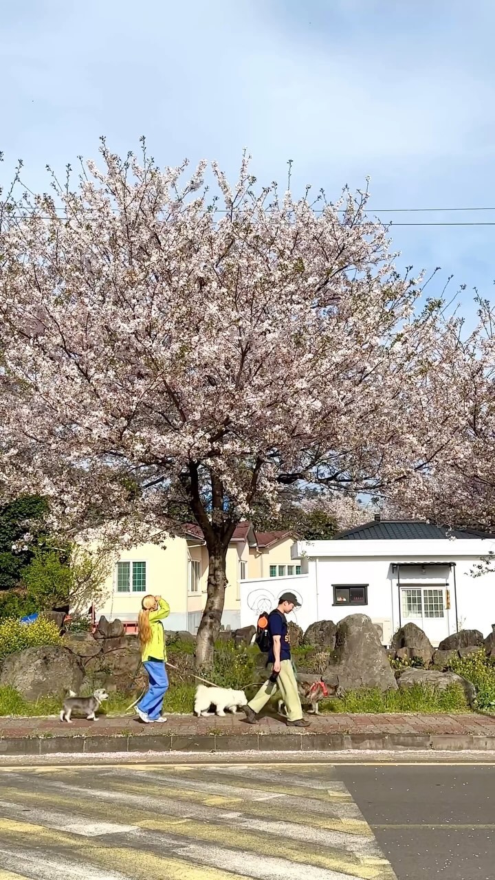 김교양 | 여행하고 사진 담아요., 위미리 벚꽃길