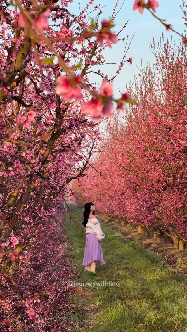 Lina Irwanto| San Francisco Travel & Lifestyle, Fresno County Blossom Trail