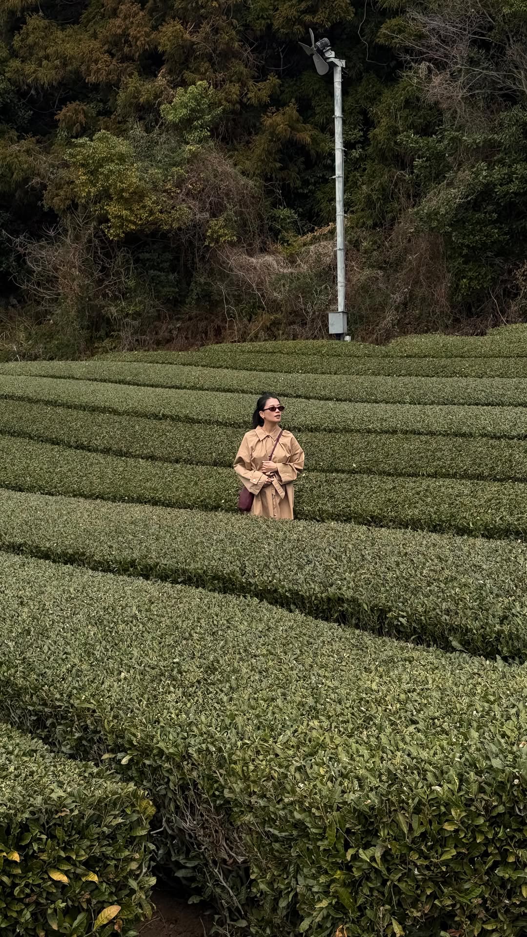 Chantelle, Osulloc Tea Museum