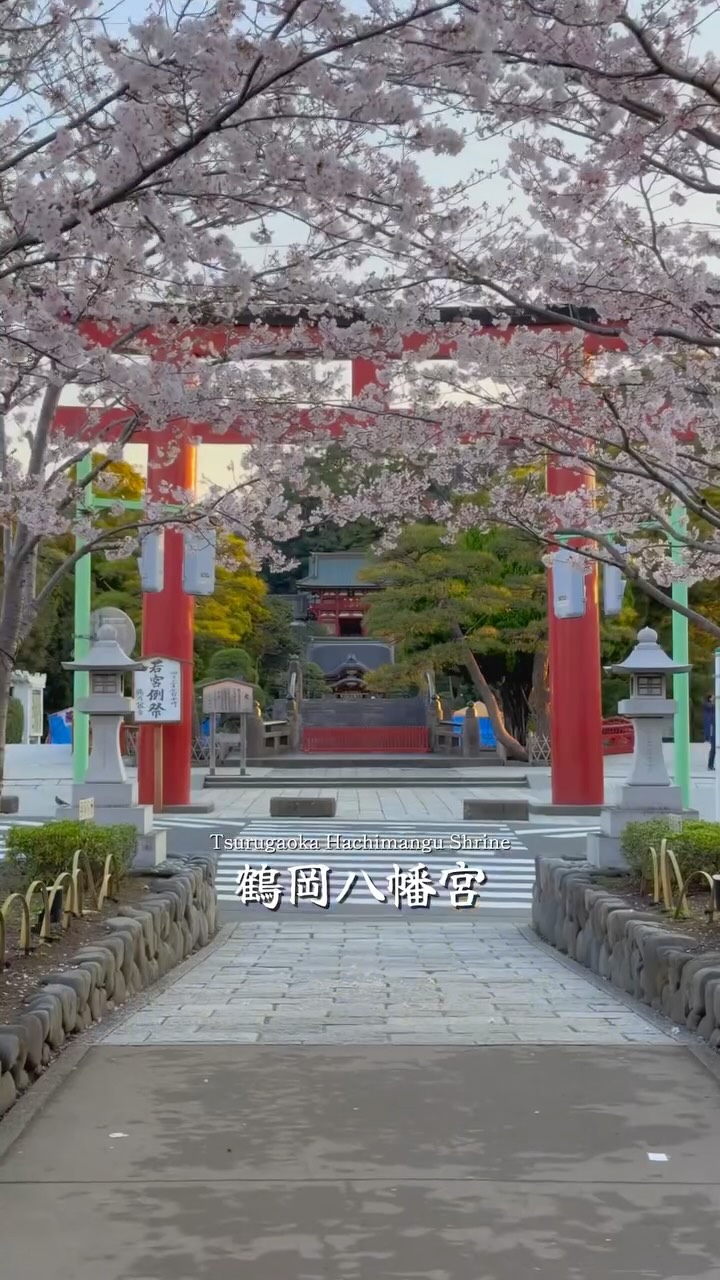 まっちゃ, Tsurugaoka Hachimangu