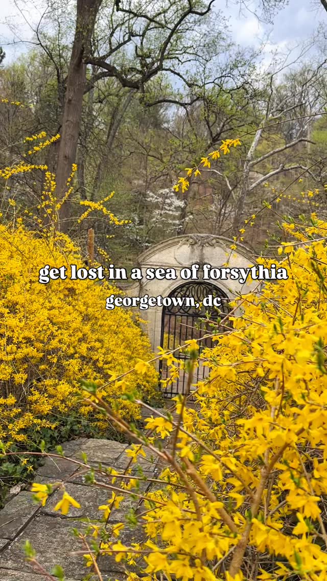 Not Bored in DC | history & things to do in dc, Georgetown